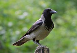 Falda Karga Görmek Ne Demek? Kahve Falında Karga Nasıl Yorumlanır?