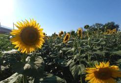 Yağ üreticilerinden dikkat çeken açıklama: Yağ fiyatları aslında pahalı değil