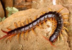 Falda Kırkayak Görmek Ne Demek? Kahve Falında Kırkayak Nasıl Yorumlanır?