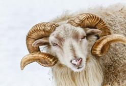 Falda Koç Görmek Ne Demek? Kahve Falında Koç Nasıl Yorumlanır?