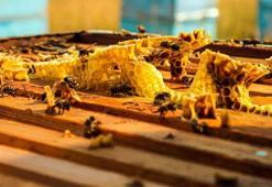 Arıcılar hasat için gün sayıyor! Telaş başladı