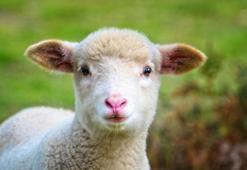 Falda Kuzu Görmek Ne Demek? Kahve Falında Kuzu Nasıl Yorumlanır?