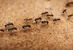 Falda Karınca Görmek Ne Demek? Kahve Falında Karınca Nasıl Yorumlanır?