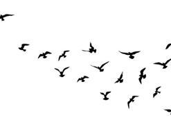 Falda Kuş Görmek Ne Demek? Kahve Falında Kuş Nasıl Yorumlanır?