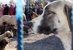 Kuduz ile ilgili endişelendiren uyarı! Vakaların artış nedenini açıkladı