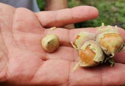 Fındık üreticilerine erken hasat uyarısı