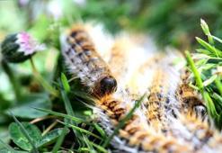 Falda Tırtıl Görmek Ne Demek? Kahve Falında Tırtıl Nasıl Yorumlanır?