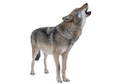 Falda Uluyan Kurt Görmek Ne Demek? Kahve Falında Uluyan Kurt Nasıl Yorumlanır?