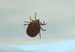 Tarlada vücuduna yapışan keneyi cımbızla çıkartan Hilal hayatını kaybetti