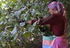 Ordu'da erken fındık hasadı başladı!