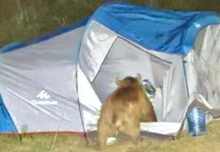 Ayılar, çadırı parçalarken görüntülendi