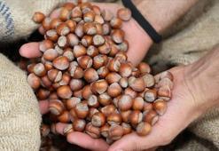 Levant fındık ne demek? 2023 fındık alım fiyatları açıklandı! Fındık çeşitleri ve fiyatları belli oldu!