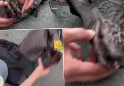 İstanbul'da akılalmaz olay! Çantadan timsah çıktı