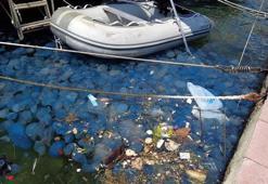 Tedirgin eden görüntü! Foça sahili istila ettiler: Hastanelere başvurular arttı