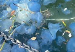 Ege'de tedirgin eden görüntü! Plajlar bomboş kaldı