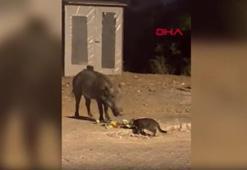 Kedi ve domuz birlikte yemek artıklarını yedi