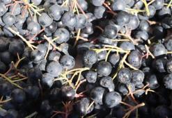 Kilosu 250 TL! Adı: Süper meyve... Her hastalığa şifa