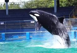 Katil balina tam özgür kalacakken öldü!