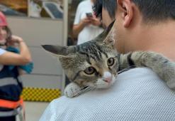 Yavru kedi, 4 metre yüksekte mahsur kaldı
