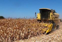 TMO açıkladı! Yeni alım fiyatı belli oldu