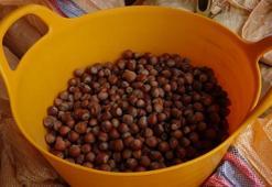 TMO fındık alımları başladı! İşte fiyat tarifesi