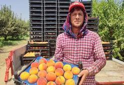 Talep arttı, kilosu 25 liradan satılıyor