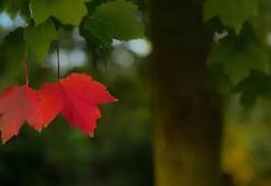 Resimli eylül ayı mesajları ile hoş geldin eylül sözleri! Hüzün, özlem, ayrılık ve aşk temalı, kısa, uzun, romantik, farklı, ünlü şairlerden eylül ile ilgili sözler