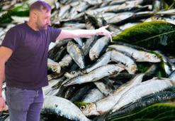 Av yasağı kalktı tezgahlar balıkla doldu taştı! Kilo fiyatları belli oldu