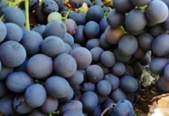 Kilosu 50 TL! 200 yıldır üretiliyor, hasat başladı