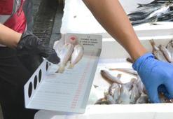 İstanbul'da balık boyu denetimi! Tek tek ölçüldü