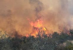 Çanakkale Gelibolu'da maki yangını ormana sıçradı
