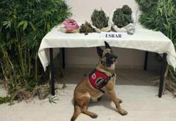 Narkotik köpeği 'Termal' gizlenmiş uyuşturucuyu hemen buldu