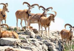 Anadolu yaban koyununu avlayan yandı! Cezası büyük