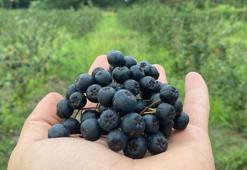 Süper meyvenin ilk hasadını yaptı! Bahçede 250 TL manavlarda ise 400 TL'den alıcı buluyor