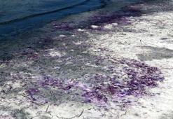 Burdur Gölü sahili morardı! Herhangi bir zararı yok