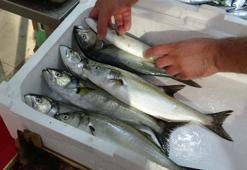 'Denizin prensi' lüfer tezgahlara düştü! Kilosu 600 lira