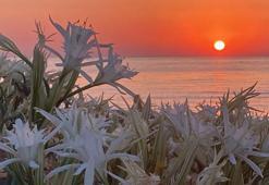 Kum zambakları çiçek açtı! Koparmanın cezası 244 bin TL