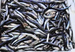 Balıkçıların anlaşması fiyatları dibe çekti!