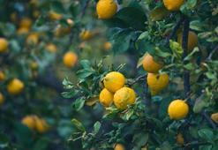 2 liraya alıcı bulunamadı mayer limon ağaçta kaldı!