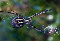 İklim krizi ölümcül örümcek türünü getirdi: Argiope lobata Türkiye'ye yayılıyor