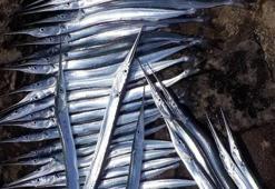 Olta balıkçılığında zargana bereketi! Bayram ettiler