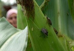 Karadeniz'de kahverengi kokarca böceği kabus oldu fındık üretimi düştü!
