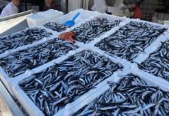 Balık fiyatları el yakıyor! Hamsi, palamut, istavrit... Kilosu 150 liradan başlıyor