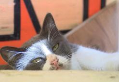 Sultangazi'de yavru kedileri annesine kavuşturmak için camiden anonsla çağrı