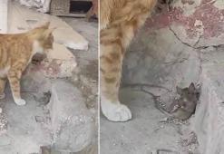 Kediye yem olmak istemeyen fare, ölü taklidi yaparak kurtuldu