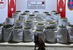 Diyarbakır'da uyuşturucu operasyonu: 603 kilo esrar, 640 bin esrar bitkisi ele geçirildi