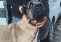 Sarıyer'de bahisle köpek dövüştürenlere baskın! Çok sayıda gözaltı var