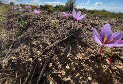 Kilosu 250 bin liradan satılacak! Doktorluğu bırakıp bu işe başladı