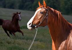 Yarış atı 'Özgünhan'ın yavrusu tarihe geçti! Rekor fiyata satıldı