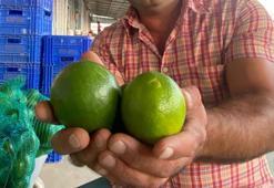 Antalya’da halde limon 3 TL’ye kadar düştü